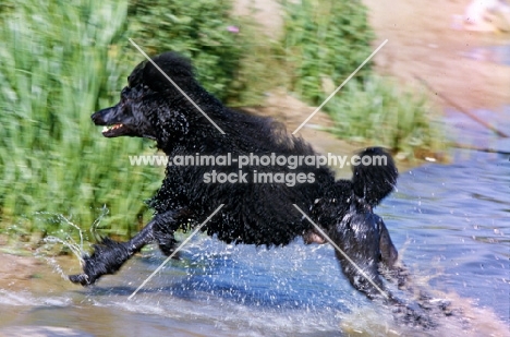 ch montravia tommy gun, standard poodle leaping from  water