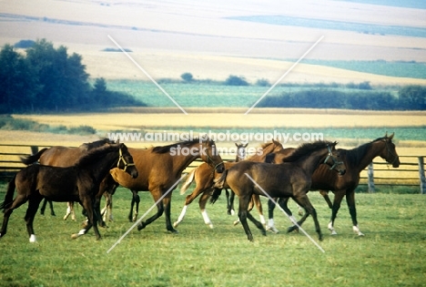 herd of trakehners in a field at weblesgrund