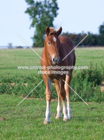 young Suffolk Punch on grass