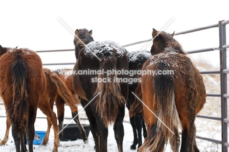 Morgan Horse in winter, back view