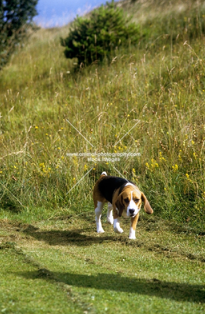 famous beagle, ch too darn hot for tragband out hunting