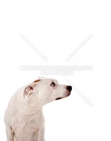 American Pit Bull Terrier looking away