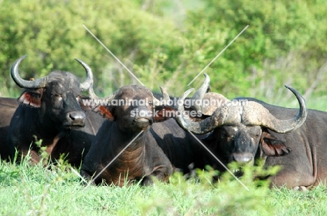 Group of buffalo