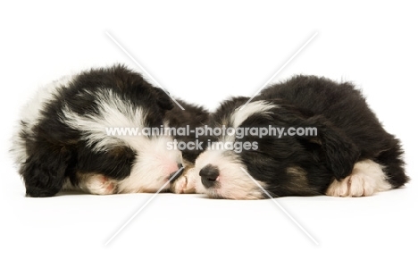 two Bearded collie puppies sleeping