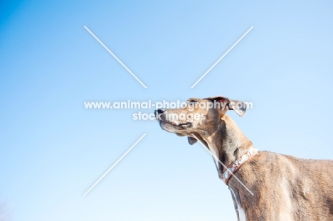 Great Dane x Greyhound looking out against blue sky.