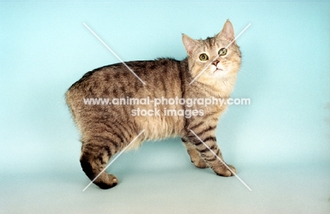 silver spotted Manx cat, standing