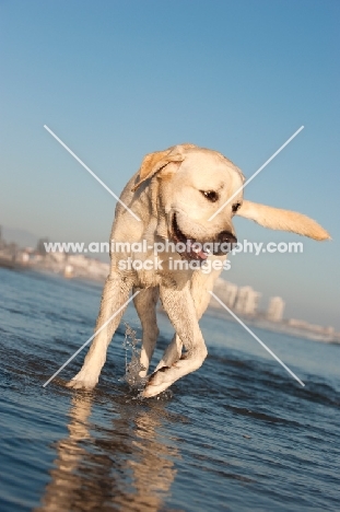 cream Labrador Retriever walking at the seaside