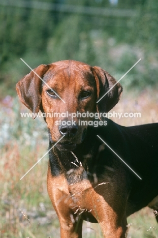 Schillerstovare, aka schiller hound, portrait