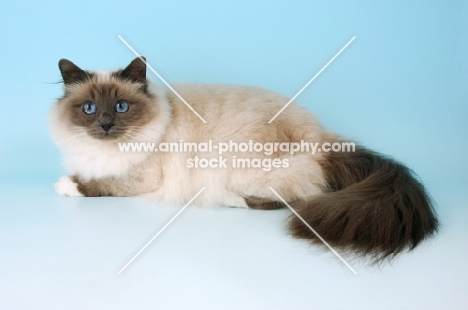 blue point birman cat lying down