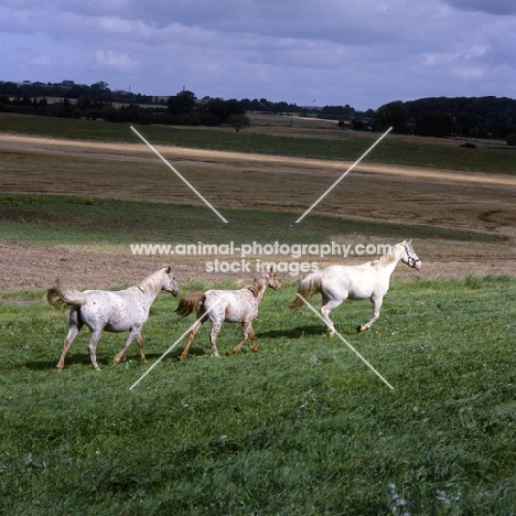 three knabstrups, stallion, mare and foal in line in denmark