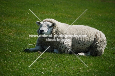 Texel ram lying down