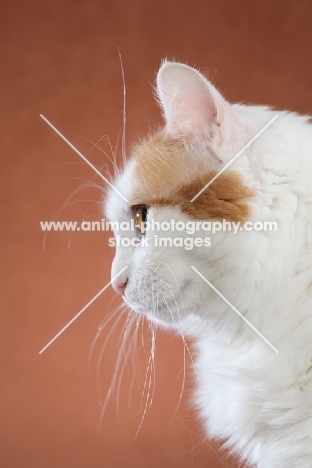 Turkish Van, profile on brown background