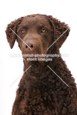 Curly Coated Retriever portrait