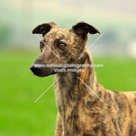 brindle Lurcher