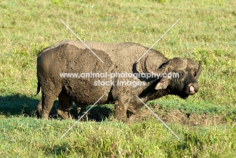 bufallo picking its nose 