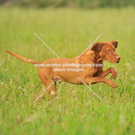 hungarian vizsla running in a meadow