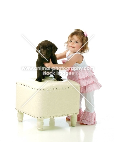 English chocolate labrador retriever puppy with small girl