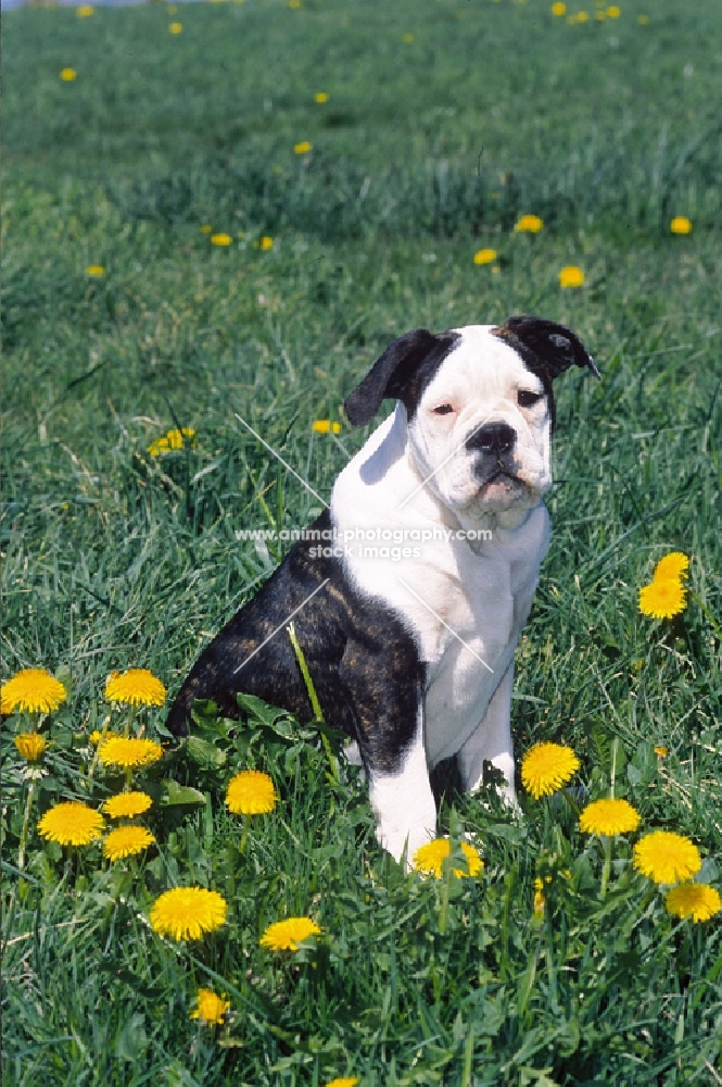 Old English Bulldog (Olde English Bulldogge)