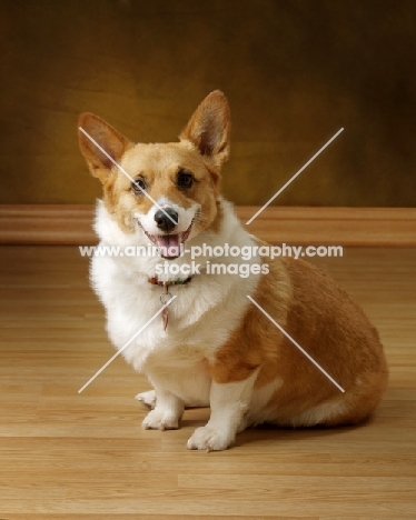 Pembroke Corgi on wooden floor