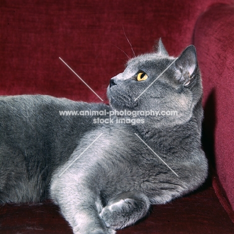 int ch puyleveque d’andeyola, chartreux cat in france, lying on sofa