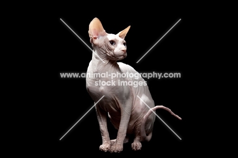 sphynx cat looking aside