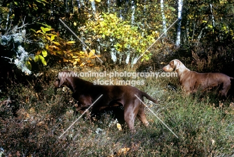 two weimaraners in woods