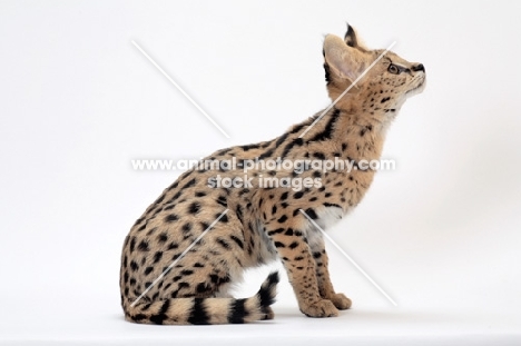 young serval cat on white background, looking up