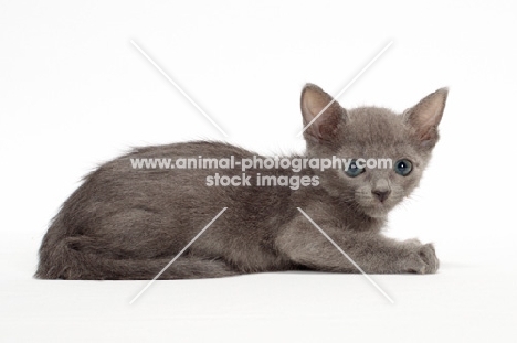 Russian Blue kitten lying on white background