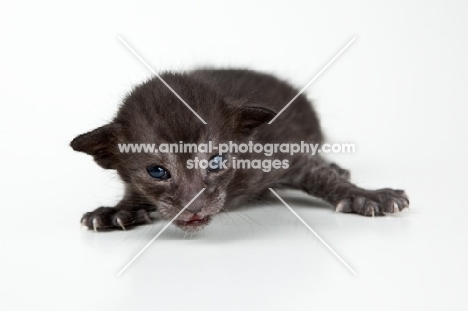 Peterbald kitten 2 weeks old