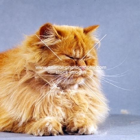 red longhair cat with eyes closed