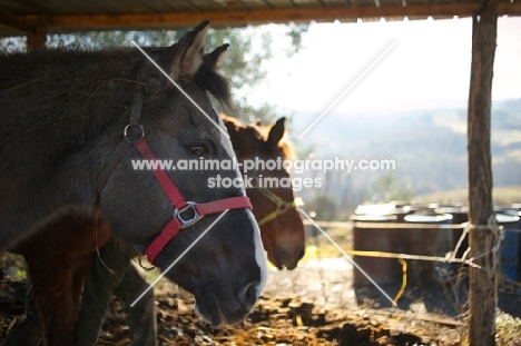 horses eating hay