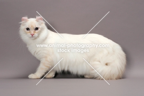 American Curl Longhair cat, side view, red silver lynx point