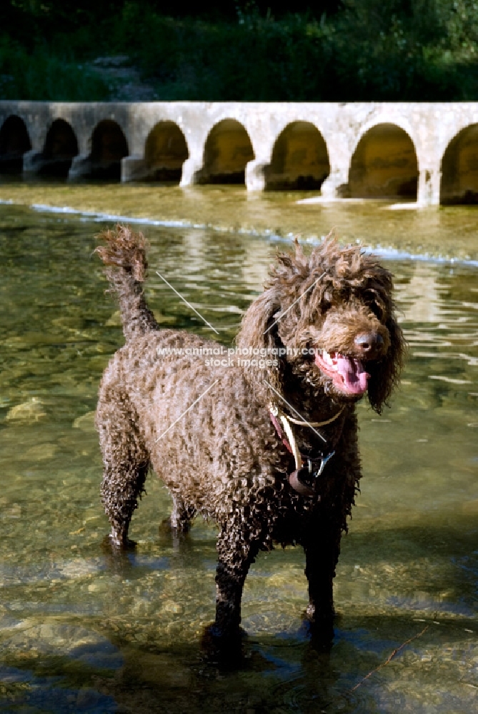 standard poodle standing near a bridge