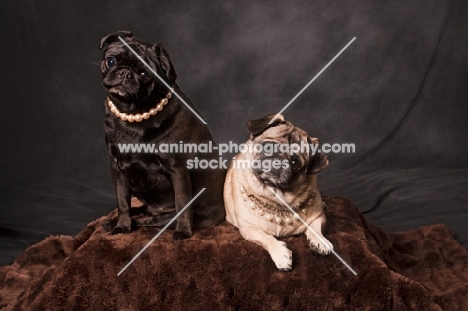 two Pugs in studio