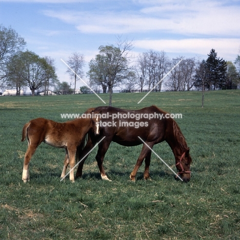 American Saddlebred mare with foal in kentucky
