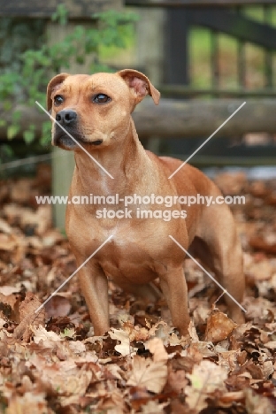 Staffordshire Bull terrier standing in leaves