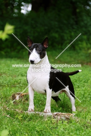 Bull Terrier