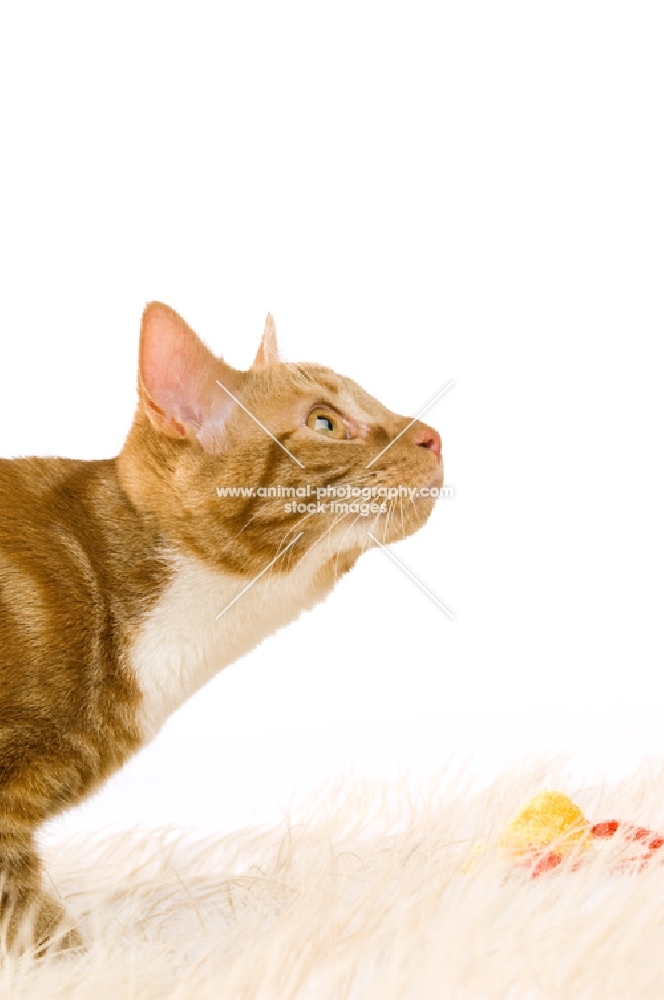 ginger tabby cat on a fluffy rug, looking up