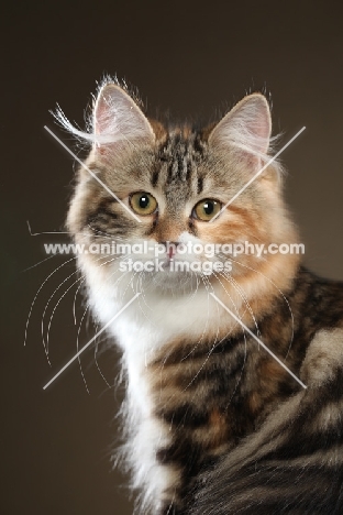 Siberian cat, head study