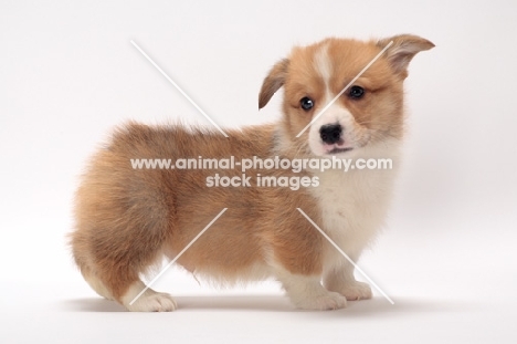 Welsh Corgi Pembroke puppy, side view