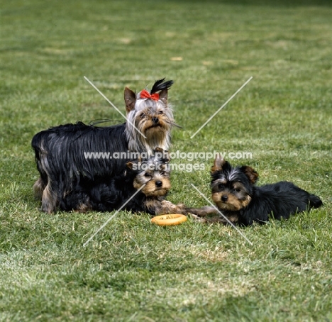 adult yorkie with two pups