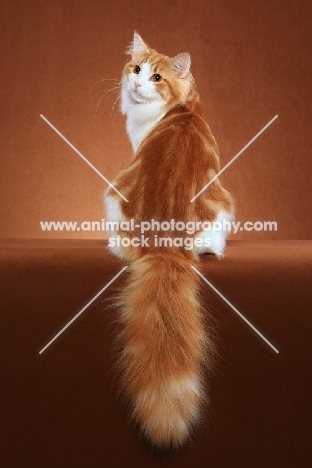 Norwegian Forest Cat back view