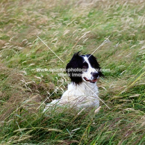 working type english springer looking alert