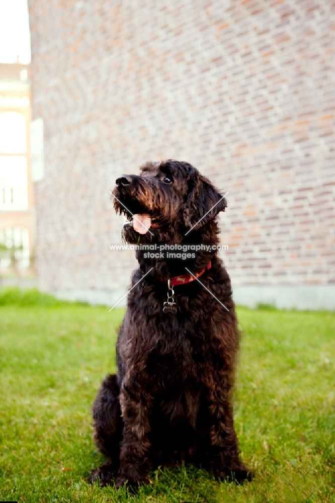 labradoodle sitting on grass