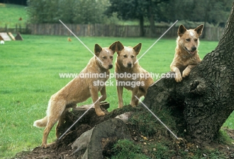 formakin kulta,  aust ch landmaster darling red, dutch ch formakin boomer, , australian cattle dogs beside tree