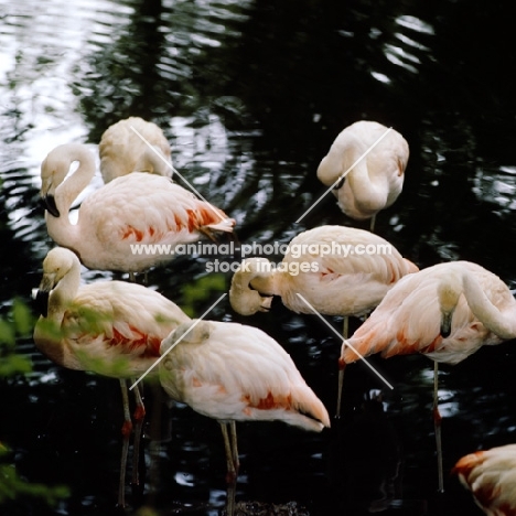 group of flamingoes standing in water