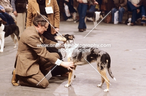 Smooth Collie being judged at show