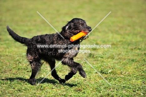 black Labradoodle retrieving