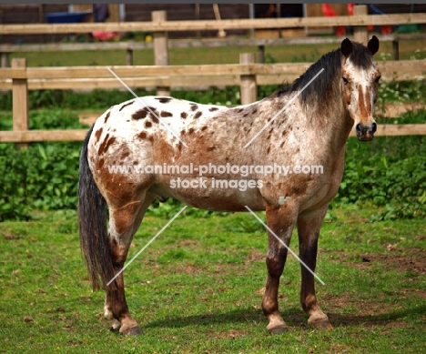 Appaloosa side view