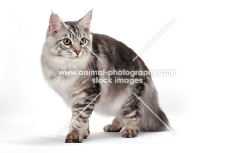 silver tabby Maine Coon, on white background